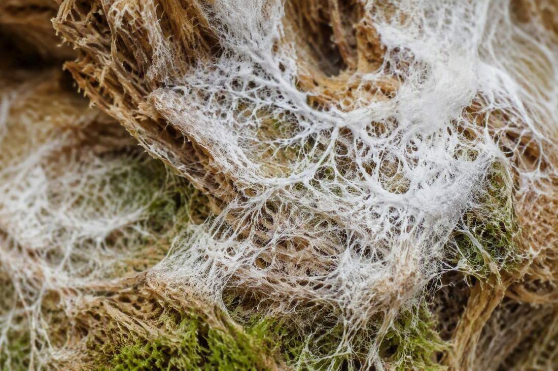 Mycelium filaments colonising an agri-residue substrate